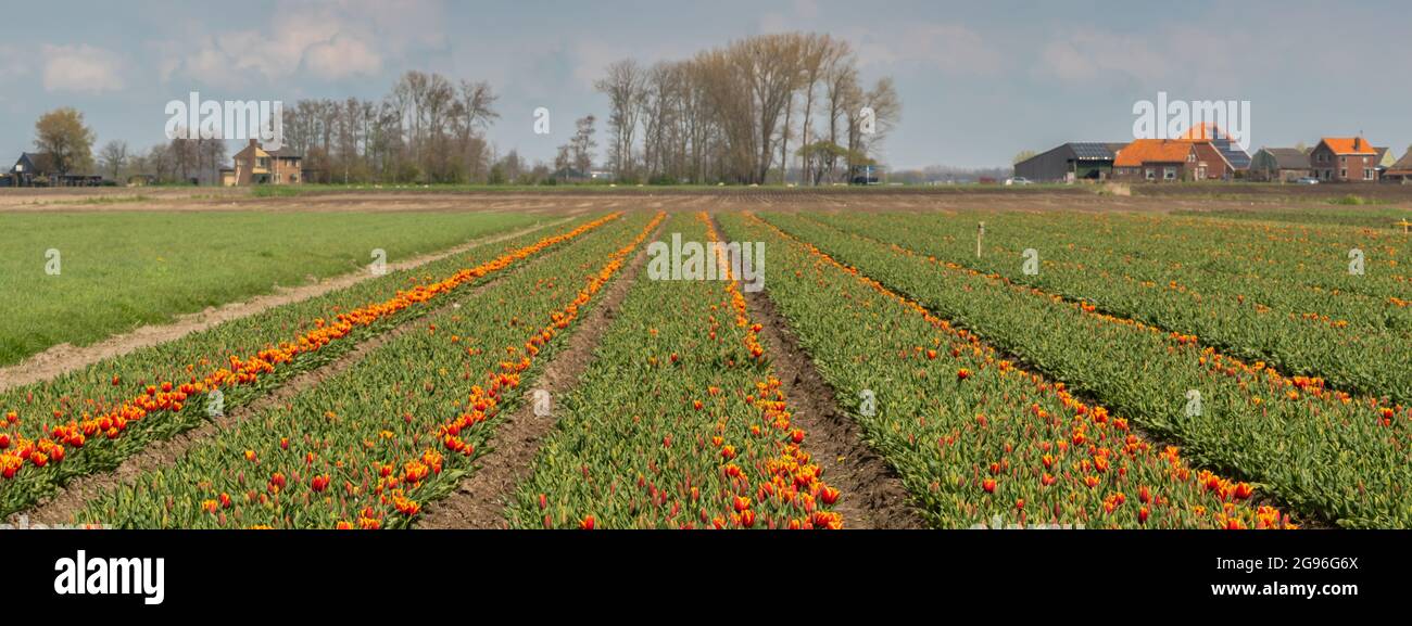 Tulipani rosso-giallo in un campo con alberi e casali all'orizzonte. Panoramica a scatto singolo. Regione Hoorn, West-friesland, Nord-Holland, Netherlan Foto Stock