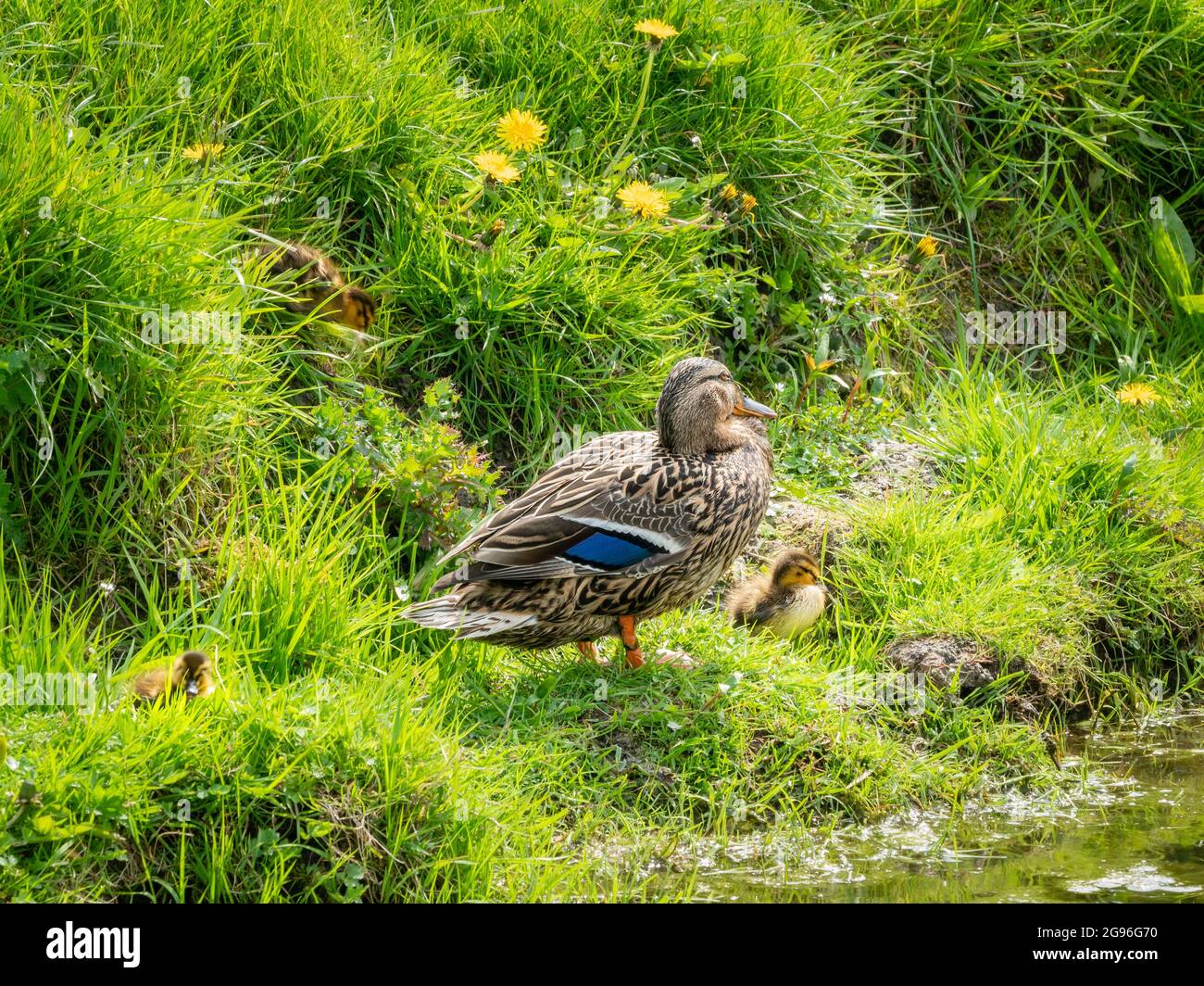 Nel letto di un fossato, la signora Mallard mostra il suo bel piumaggio camouflage marrone con piume blu brillante speculum. Mamma e anatroccoli sono s. Foto Stock