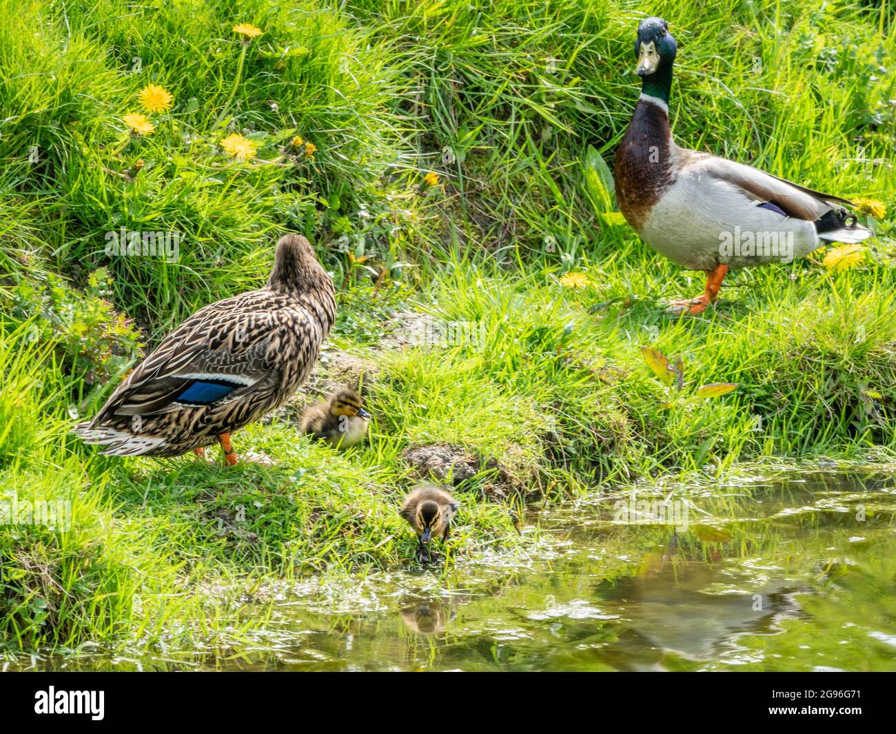 Mentre la signora Mallard sta fissando il suo bel vestito camouflage marrone, il mister Mallard nel suo piumaggio colorato guarda passivamente come le anatrocche vedono la Th Foto Stock