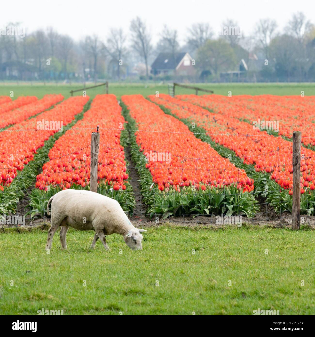 Una pecora bianca sta pascolando in un prato vicino ad un campo di tulipani fioriti rossi. Regione di Schermer-Beemster, Frisia occidentale, Olanda settentrionale, Paesi Bassi. Foto Stock