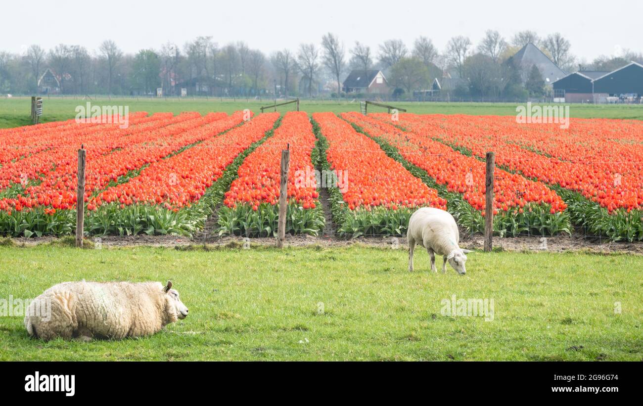 Le pecore bianche stanno pascolo in un prato vicino ad un campo di tulipani fioriti rossi. Regione di Schermer-Beemster, Frisia occidentale, Olanda settentrionale, Paesi Bassi. Foto Stock