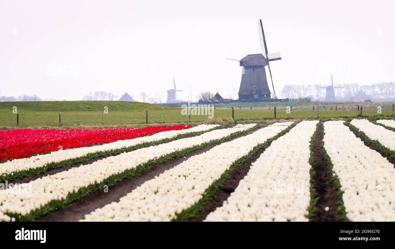 Campi di tulipani bianchi e rossi e mulini a vento nei polder di torba nebbiosa e terra bonificata della regione di Schermer-Beemster. Nord-olanda, Paesi Bassi. Foto Stock