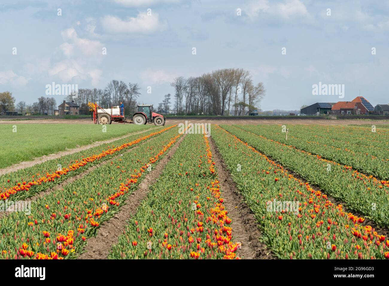 Campo tulipani rosso-giallo con trattore e case coloniche - paesaggio. Regione Hoorn, West-friesland, Nord-Olanda, Paesi Bassi. Foto Stock