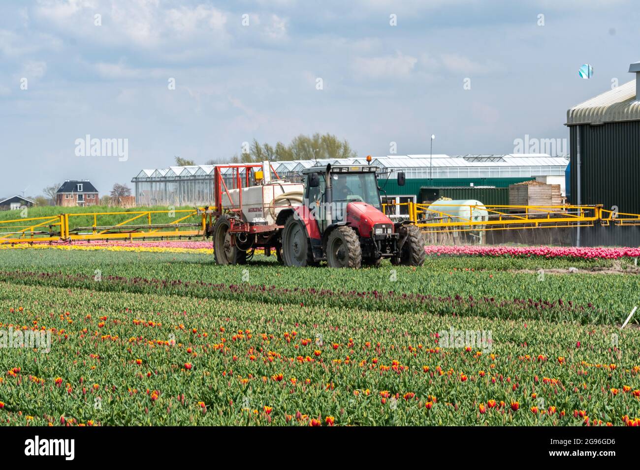 Trattore che spruzza fertilizzante o pesticidi su campo tulipani rosso-giallo con spruzzatore . Regione Hoorn, West-Friesland, Nord-Olanda, Paesi Bassi. Foto Stock