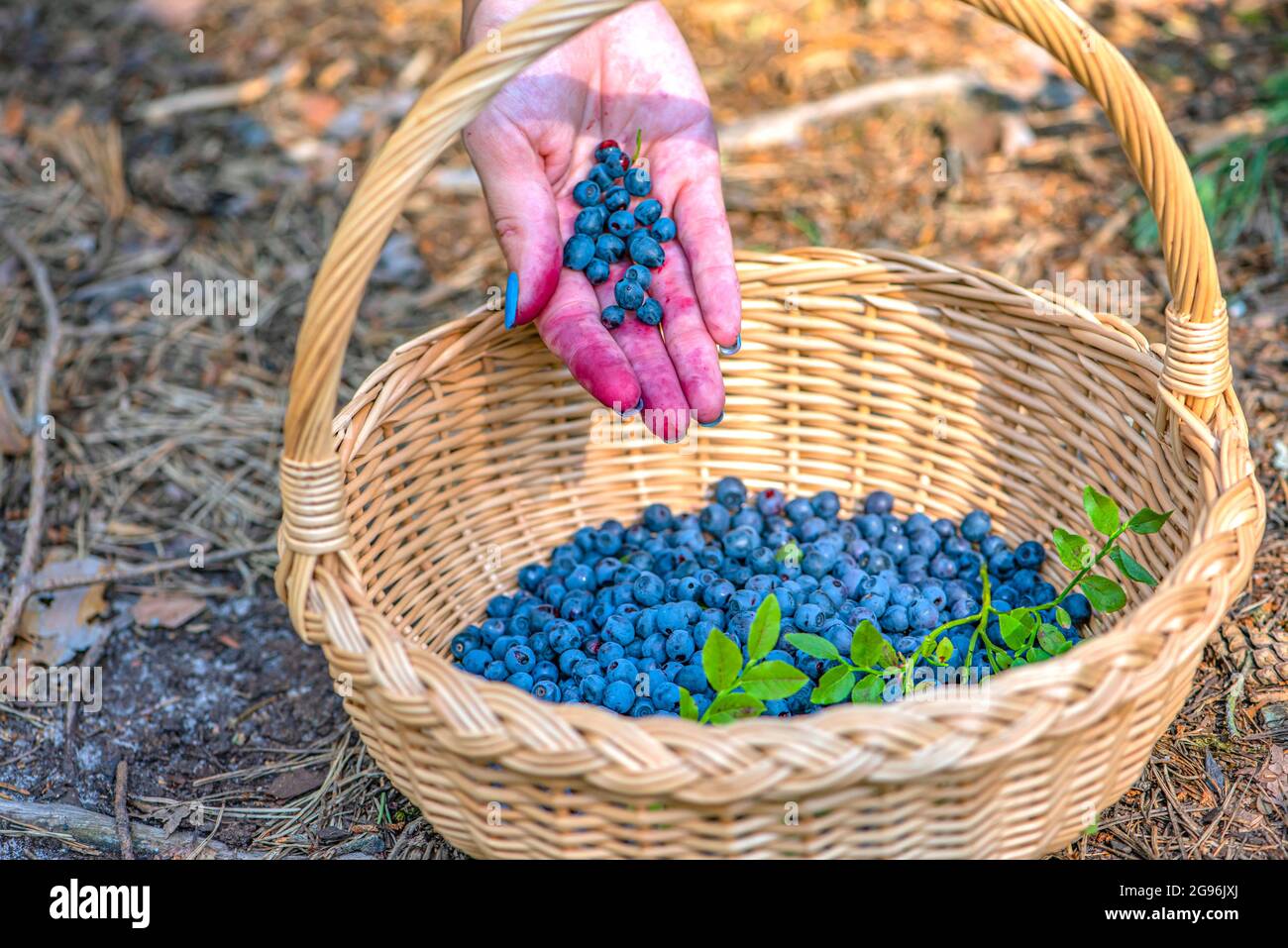 Stagione Berry. I mirtilli maturi in un cestino. Il processo di individuazione e raccolta dei mirtilli nella foresta durante il periodo di maturazione. Versamenti a mano Foto Stock