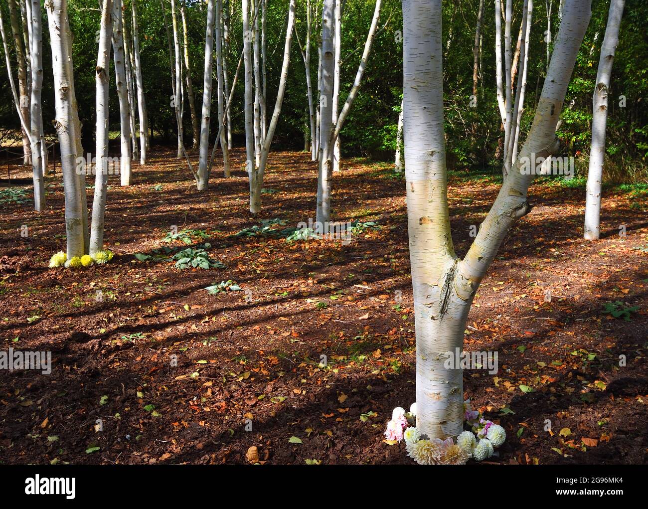 Birch Argento Himalaya con i loro tronchi bianchi puri in giardino d'inverno. Foto Stock