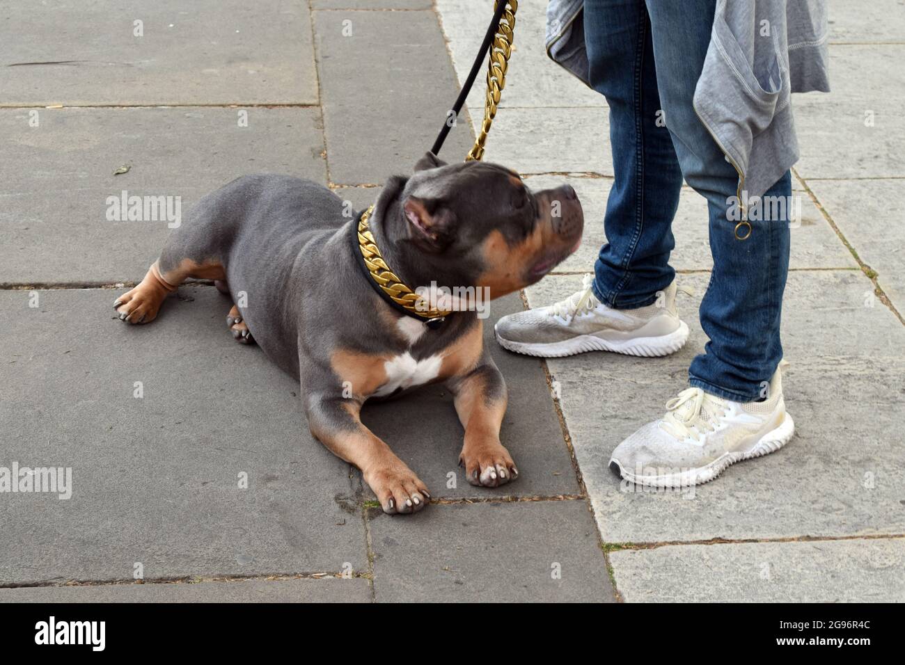 Londra, Regno Unito. 24 luglio 2021. Pocket bully cane su guinzaglio catena d'oro. Manifestazione mondiale Rally per la libertà. Giornata della libertà anti-vaccinazione marzo Trafalgar Square, Downing Street e Piazza del Parlamento. Credit: JOHNNY ARMSTEAD/Alamy Live News Foto Stock