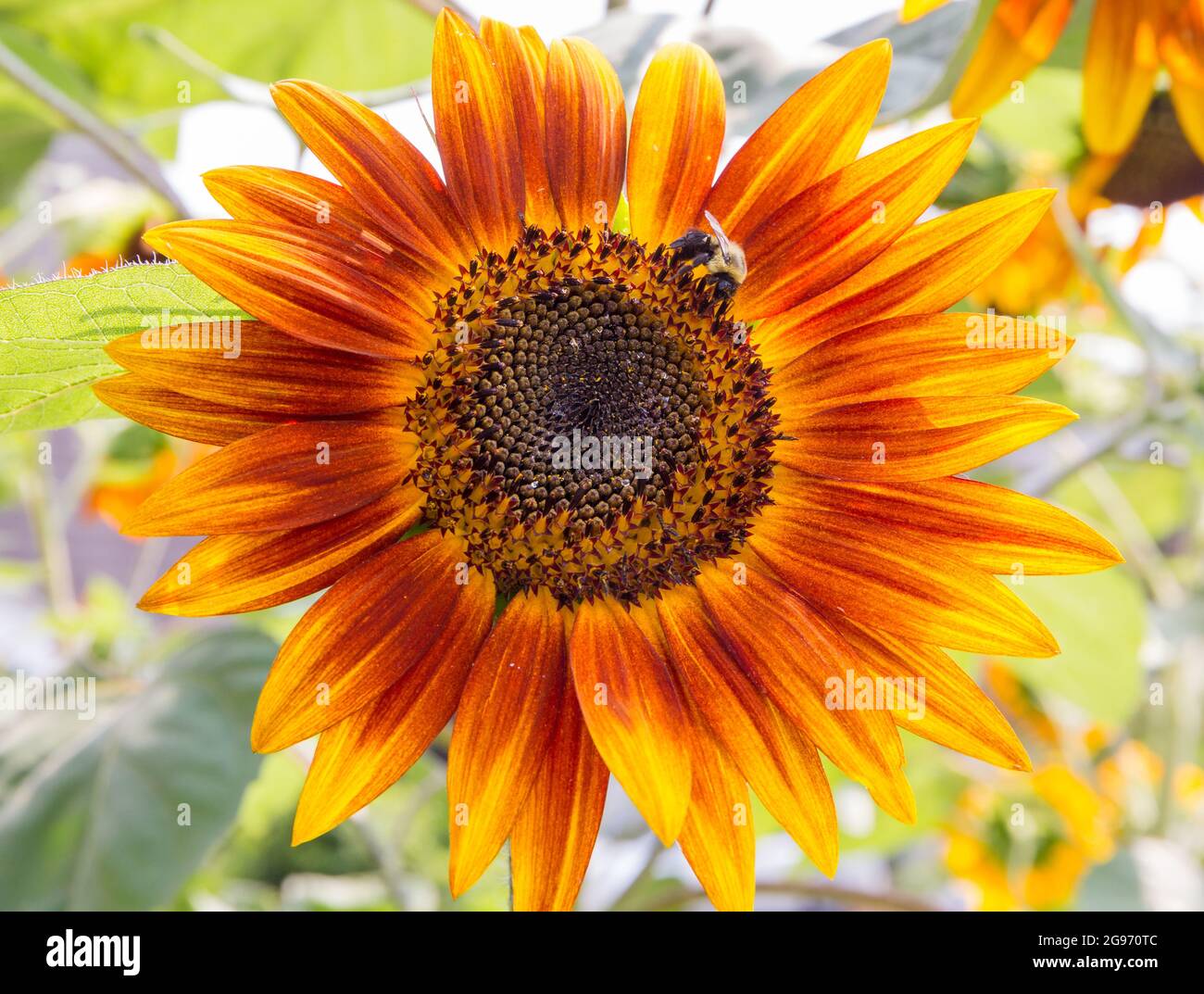 Un grande girasole con petali d'arancio ospita un'ape Bumble orientale comune in un sole luminoso. Foto Stock