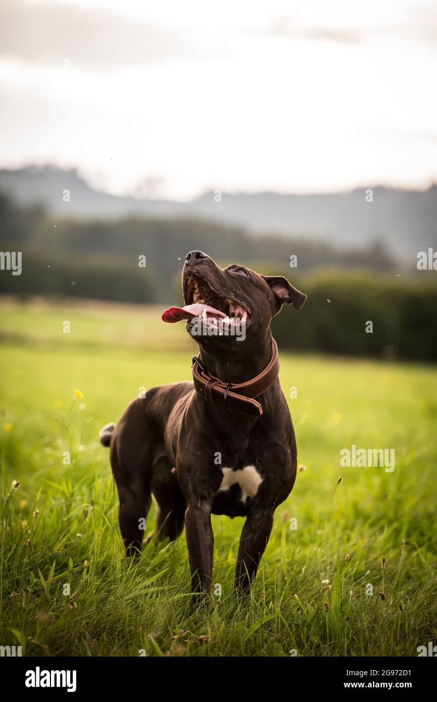 Pit americano Bull Terrier in piedi Foto Stock