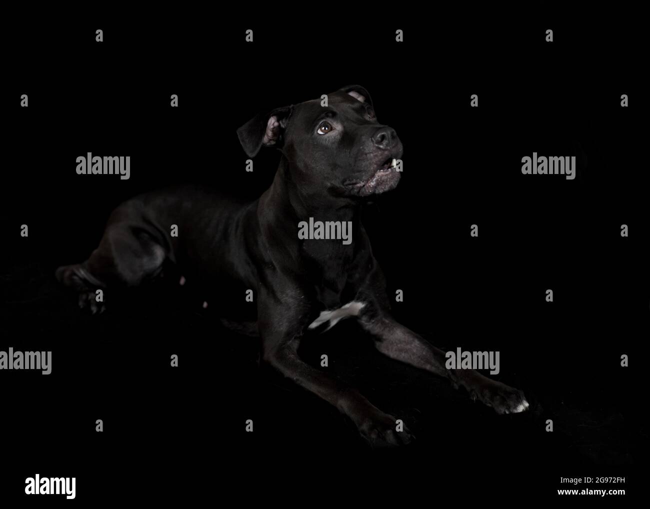 Black American Pit Bull Terrier mentire, studio fotografico, sfondo nero Foto Stock