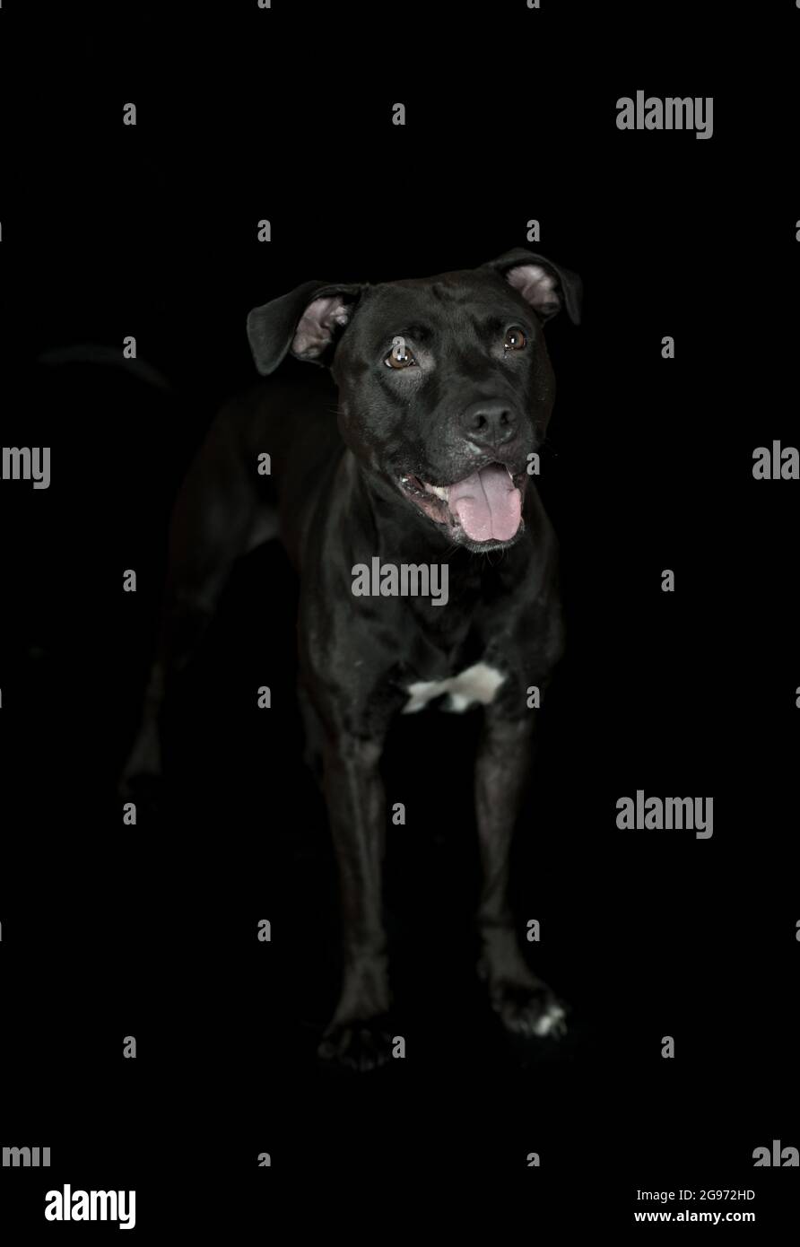 Black American Pit Bull Terrier in piedi, studio fotografico, sfondo nero Foto Stock