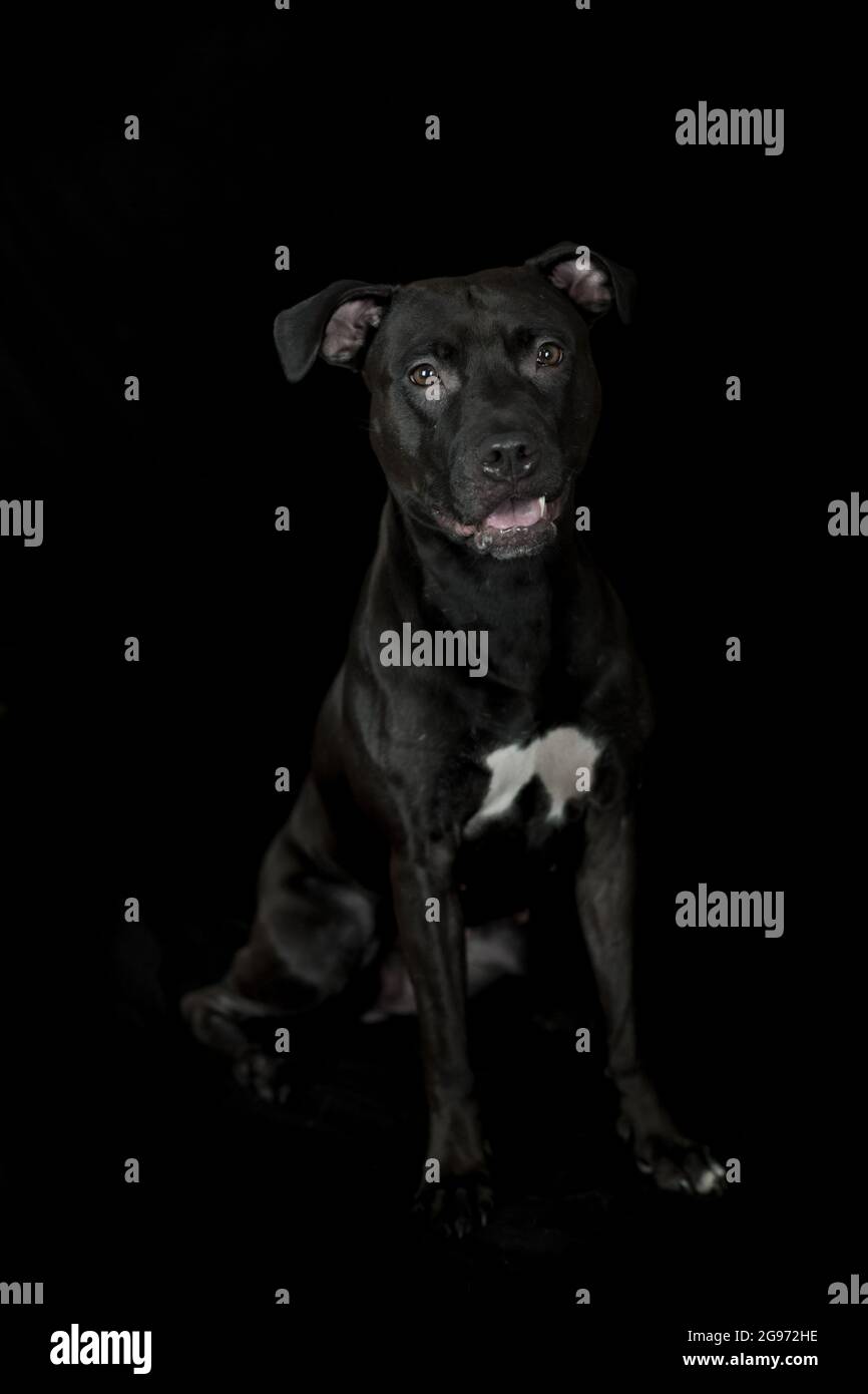 Black American Pit Bull Terrier seduta, studio fotografico, sfondo nero Foto Stock