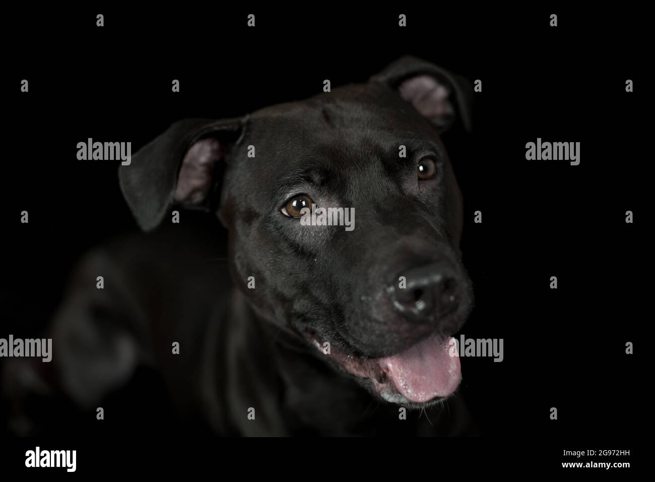 Black American Pit Bull Terrier, fotografia in studio, sfondo nero Foto Stock