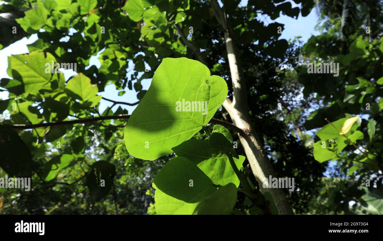 Sotto la vista di alcune foglie di una pianta di artiglio di tigre, il nome binomiale di questa pianta è Erythrina variegata Foto Stock