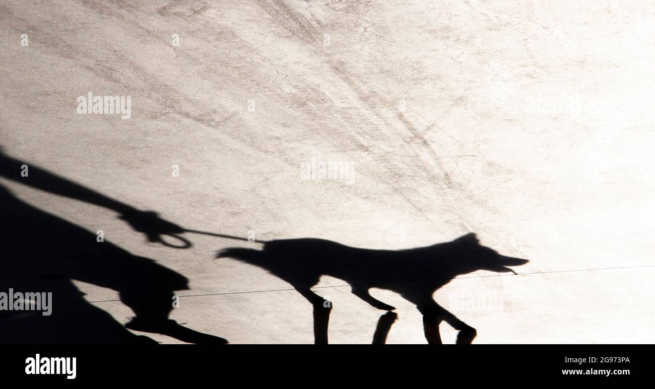 La silhouette ombra di una persona che cammina un cane al guinzaglio in una giornata estiva Foto Stock