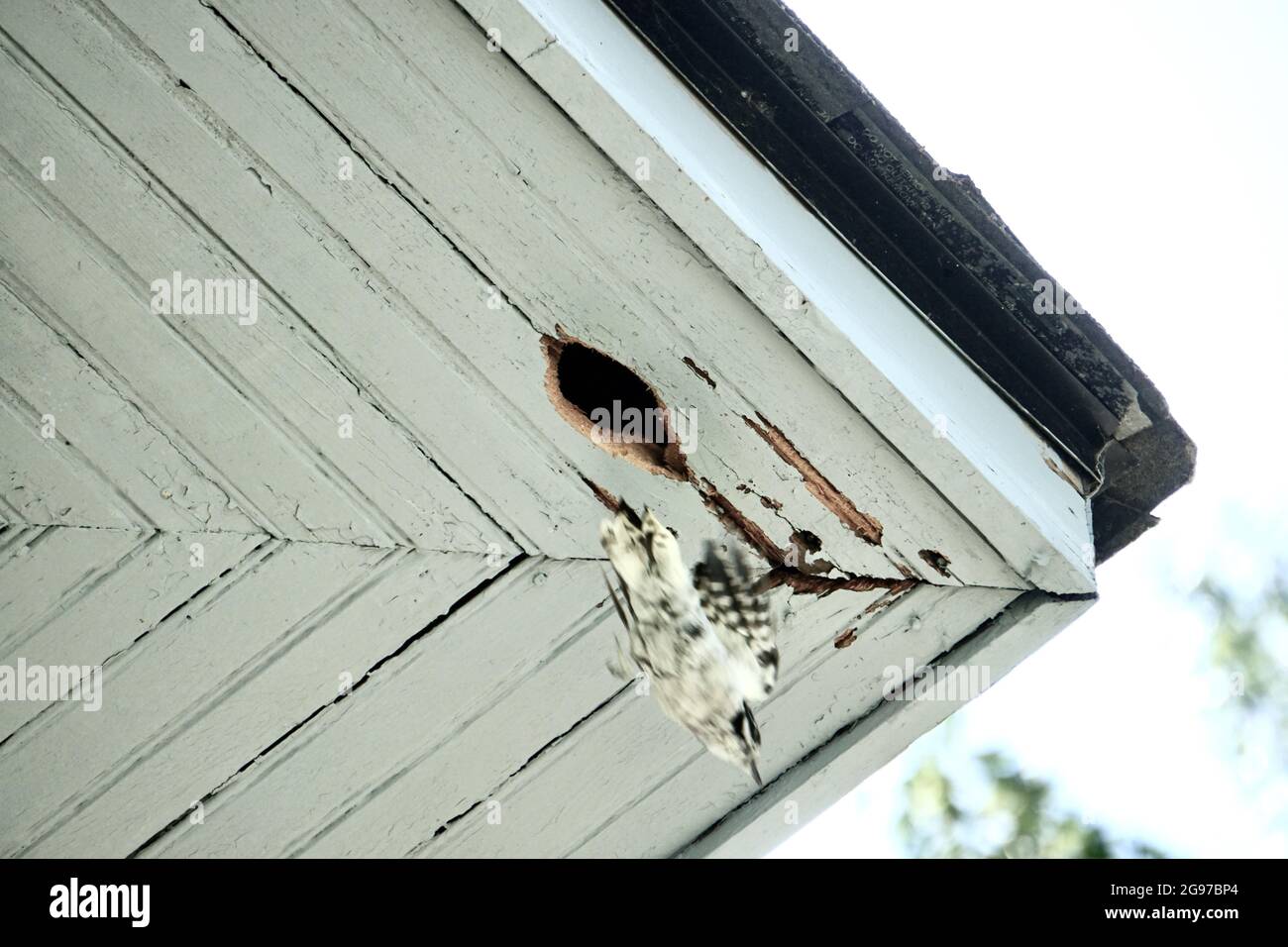 Buca di Woodpecker e danni sotto l'alveo di casa che ha bisogno di manutenzione da parte del proprietario di casa. Picchio in volo. Foto Stock