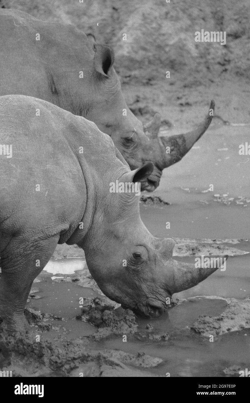 Sud Africa: Due rinoceronti che bevono in una buca d'acqua nella riserva naturale di Shamwari Foto Stock