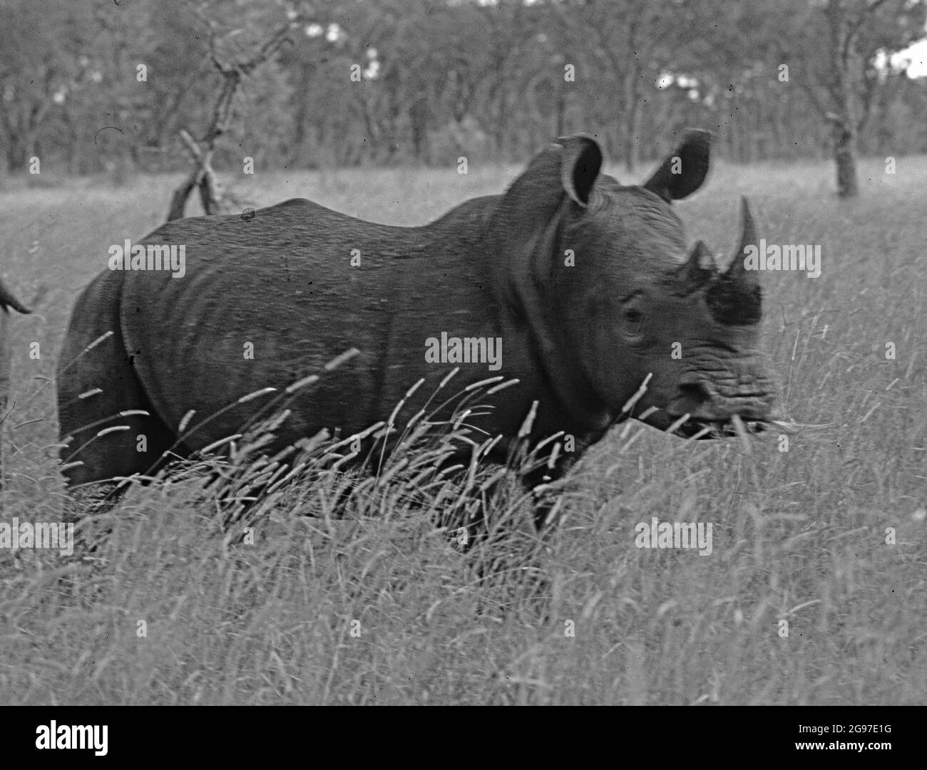 Specie minacciate: Un rinoceronte nella prosa Foto Stock