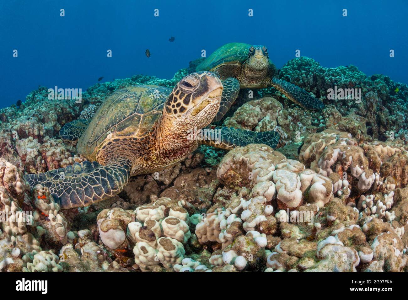 Un paio di tartarughe marine verdi, Chelonia mydas, al largo della costa di Maui. Si tratta di una specie in pericolo. Hawaii. Foto Stock