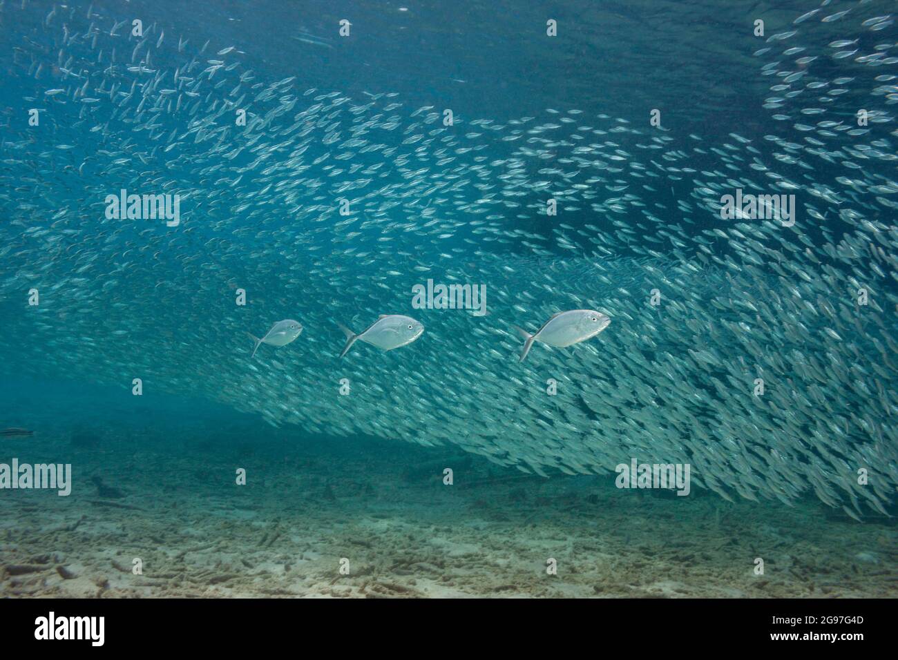 Il barcone, Caranx ruber, è una specie caraibica comune. Questi tre sono cacciatori di pesci esca scolanti al largo dell'isola di Bonaire. Foto Stock