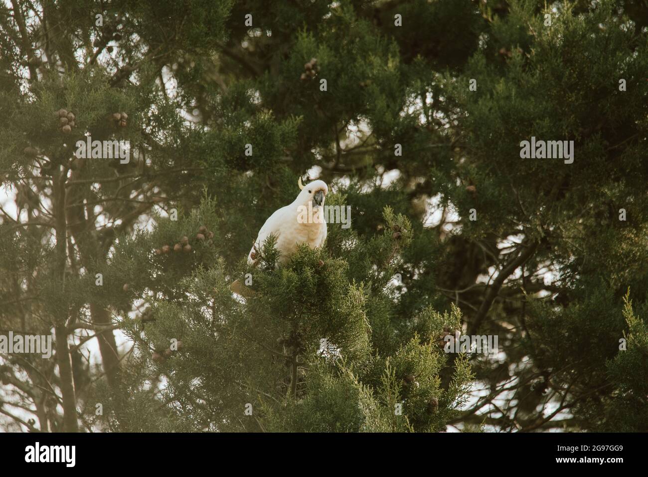 Uccello Cockatoo bianco seduto in un albero. Foto Stock