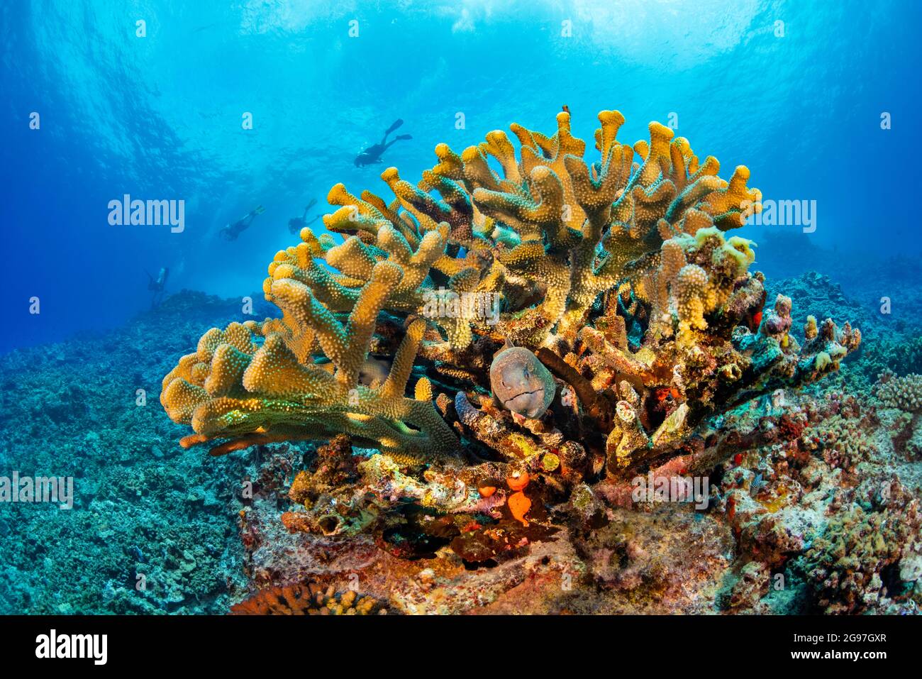 Un'anguilla morena di yellowmargin, Gymnotorax flavimarginatus, si allontana dal suo nascondiglio nel corallo antler, Hawaii. Foto Stock
