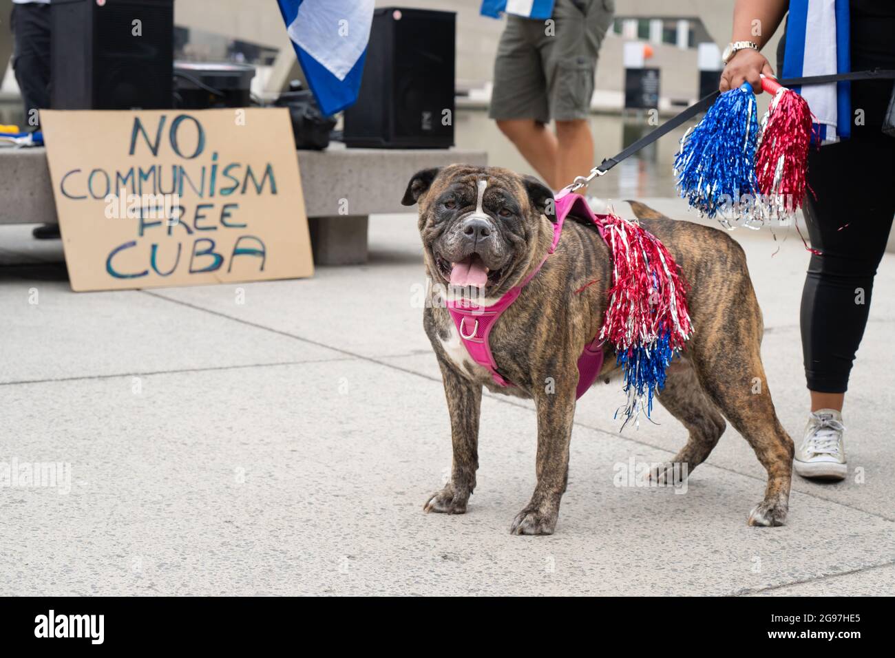 Un cane indossa i colori cubani in un evento a Toronto, in Canada, dove i cubani-canadesi condannarono il governo comunista cubano e chiesero la libertà. Foto Stock
