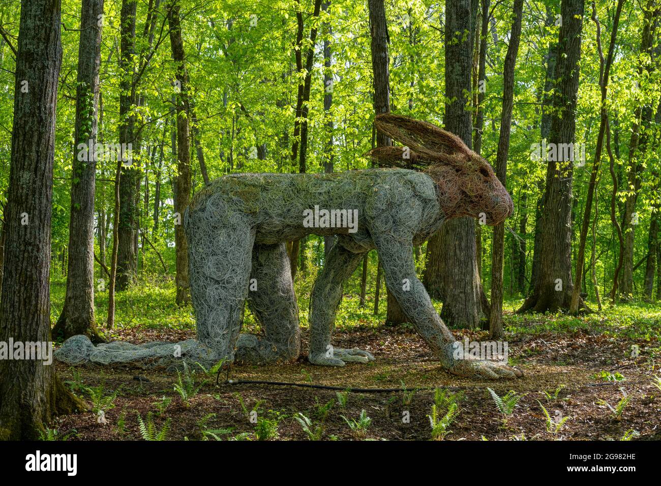 Crawling Lady Hare di Sophie Ryder al sentiero di scultura a Cheekwood Gardens, Nashville, Tennessee, USA Foto Stock
