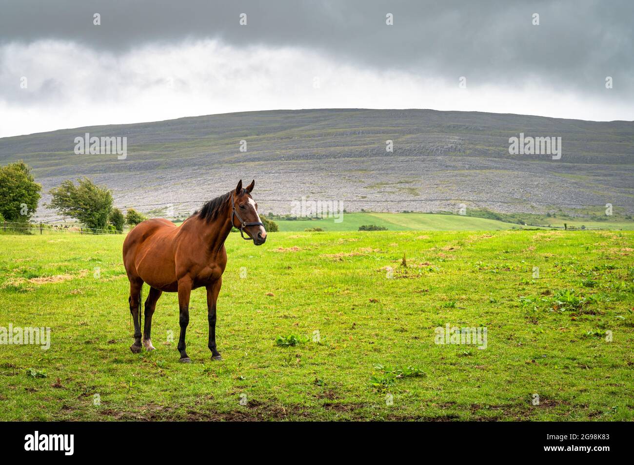 Un cavallo bruno in piedi in un campo di erba nel Burren dell'Irlanda occidentale Foto Stock