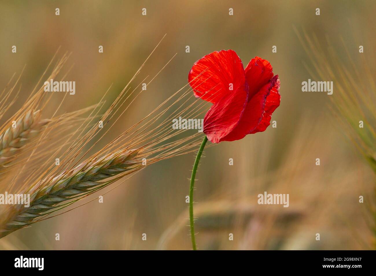 Papavero comune in campo di grano ( Papaver rhoeas ) Foto Stock