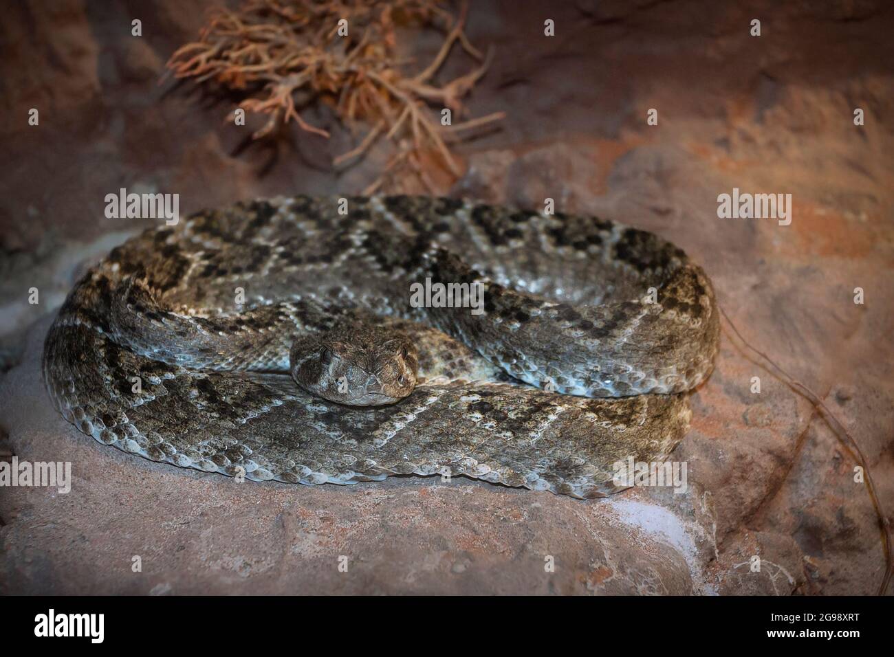 Grande rattlesnake diamante primo piano ( Crotalus atrox ) Foto Stock