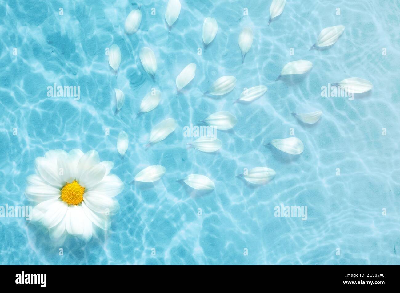 Vista dall'alto fiore bianco a margherita che galleggia sulla superficie dell'acqua, ombra sullo sfondo blu Foto Stock