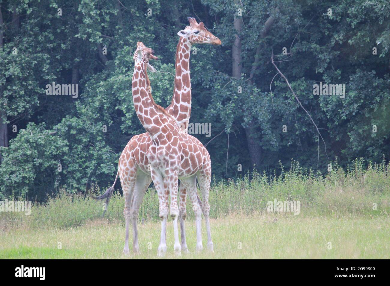 Giraffa reticolata nello zoo di Overloon, Paesi Bassi Foto Stock