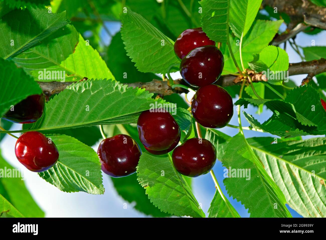 Maturazione delle ciliegie rosso scuro sull'albero, in primo piano in vista verso l'alto. Foto Stock