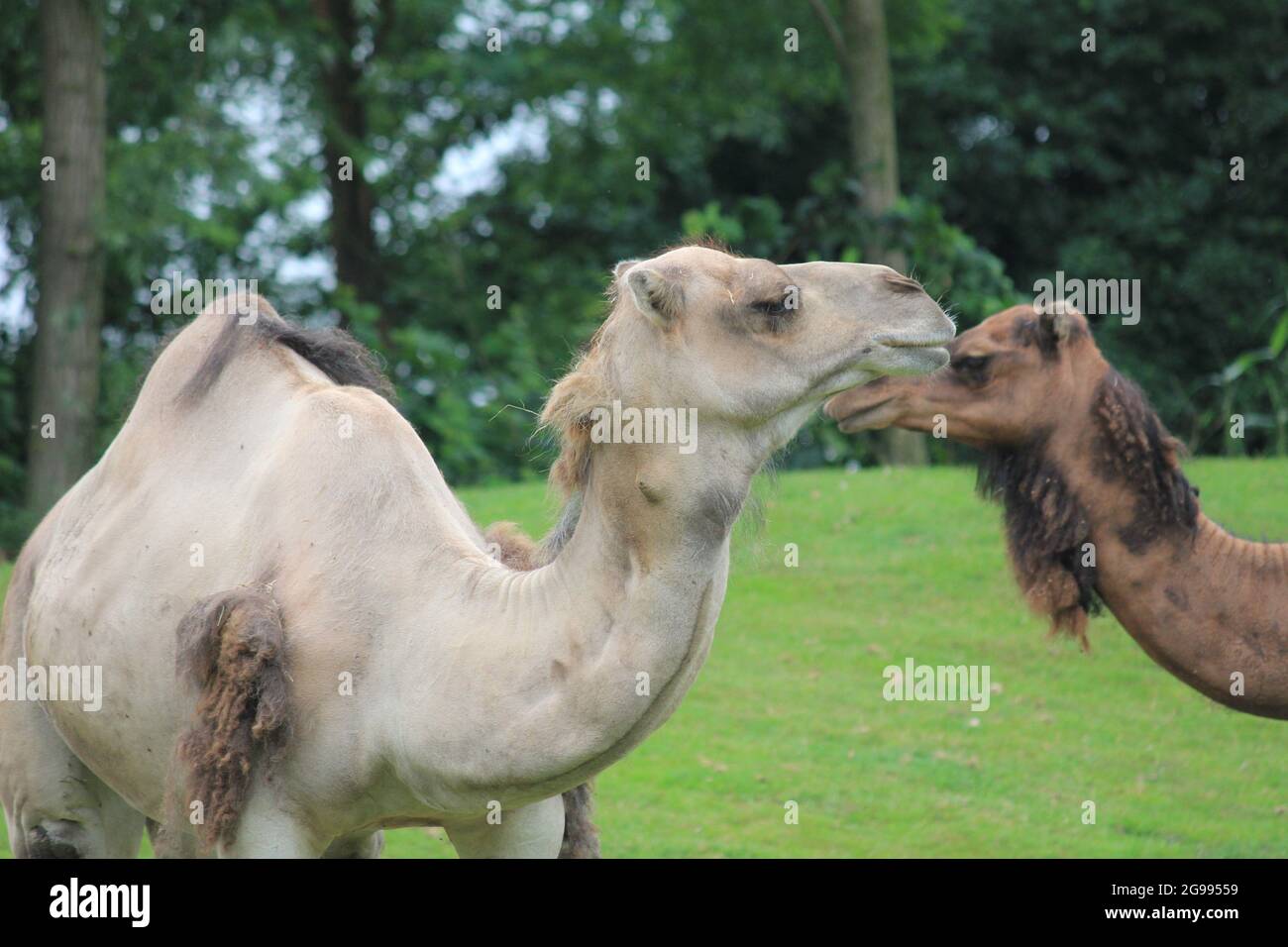 Dromedario nello zoo di Overloon, Paesi Bassi Foto Stock