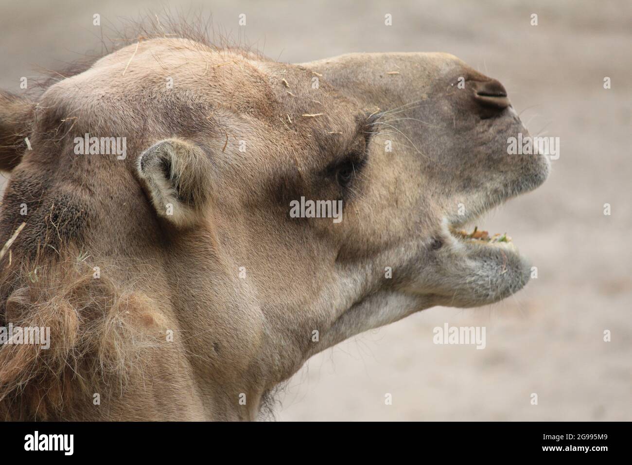 Dromedario nello zoo di Overloon, Paesi Bassi Foto Stock