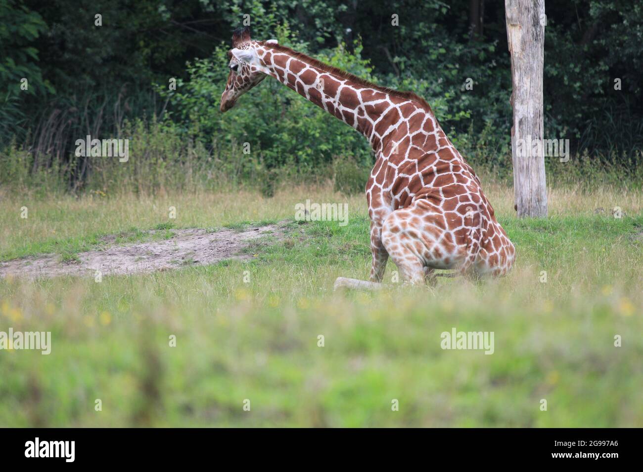 Giraffa reticolata nello zoo di Overloon, Paesi Bassi Foto Stock