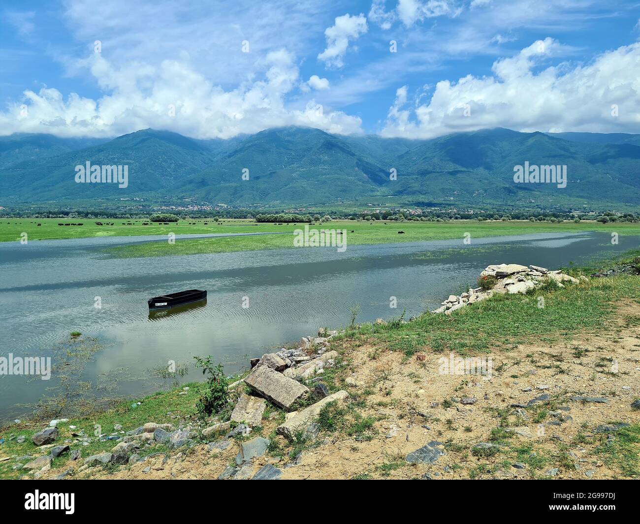 Grecia, Paesaggio con bufali d'acqua selvatici e liberi sul lago Kerkini in Macedonia centrale Foto Stock