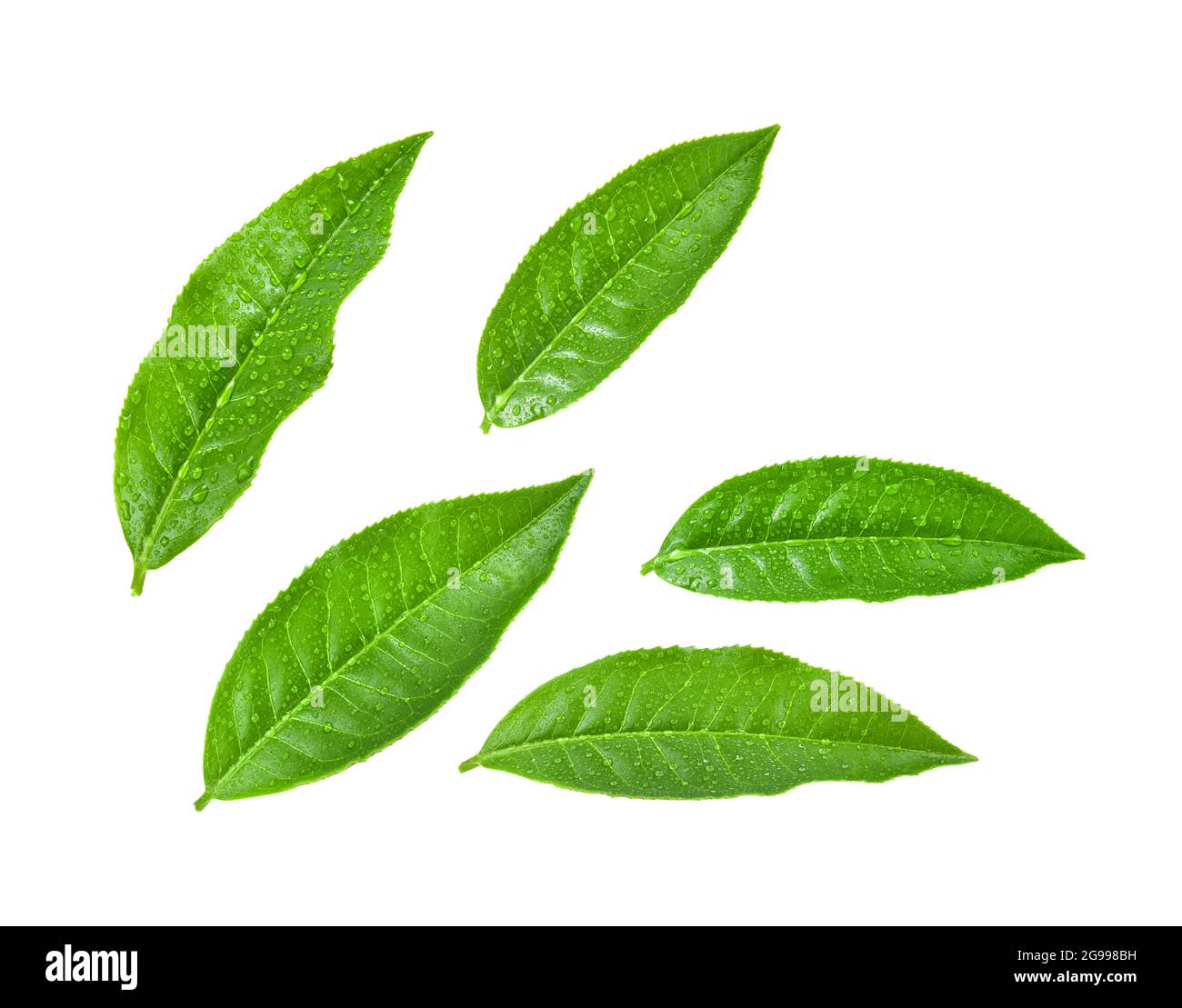 Foglie di tè verde con gocce di acqua su sfondo bianco. Foto Stock