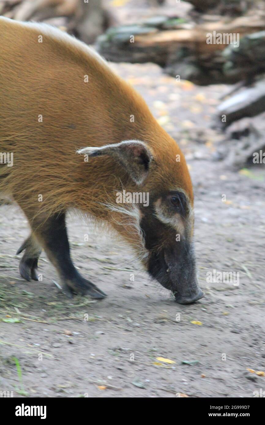 Red River Hog nello zoo di Overloon nei Paesi Bassi Foto Stock