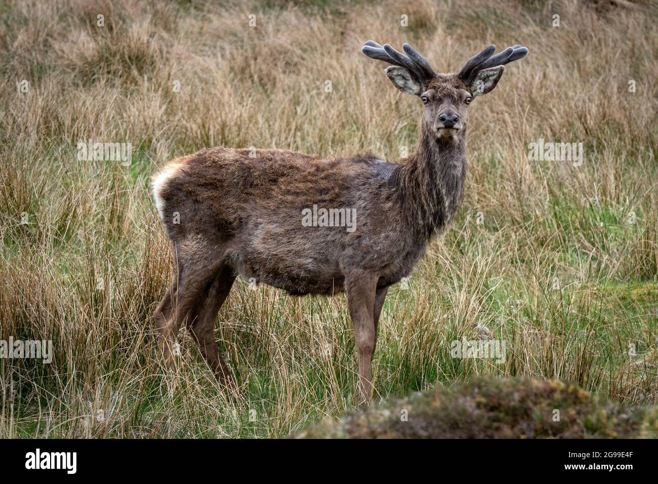 Red Deer, River Cannich, Glen Cannich, Highlands, Scozia, Regno Unito. Foto Stock