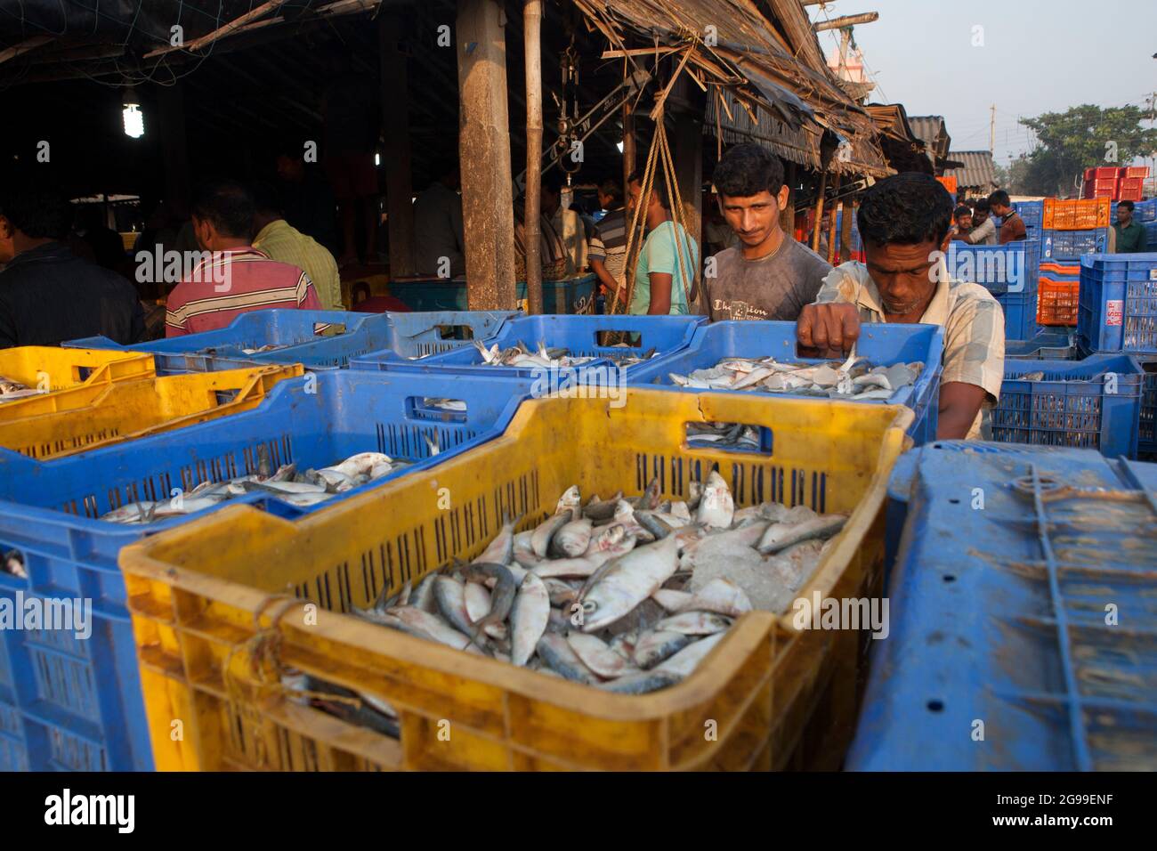 Attività trafficate nel mercato all'ingrosso del pesce di Digha, Bengala Occidentale, India, una spiaggia turistica più popolare del Bengala e uno dei più grandi mercati del pesce. Foto Stock