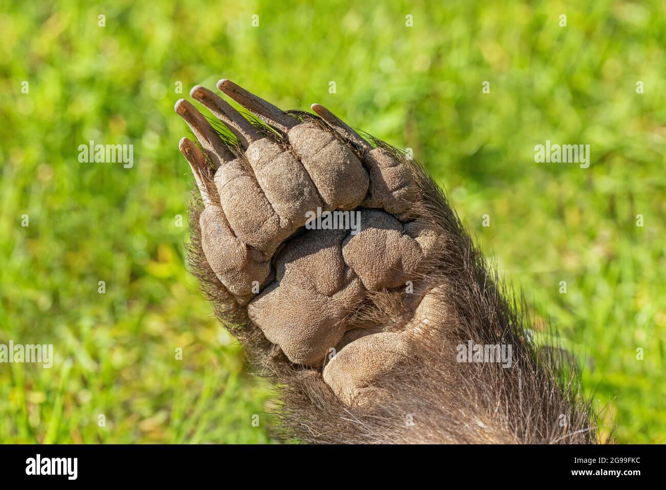 Zampa anteriore destra di un Badger (Meles meles). Lato inferiore con artigli, cinque cifre e pattini. Foto Stock