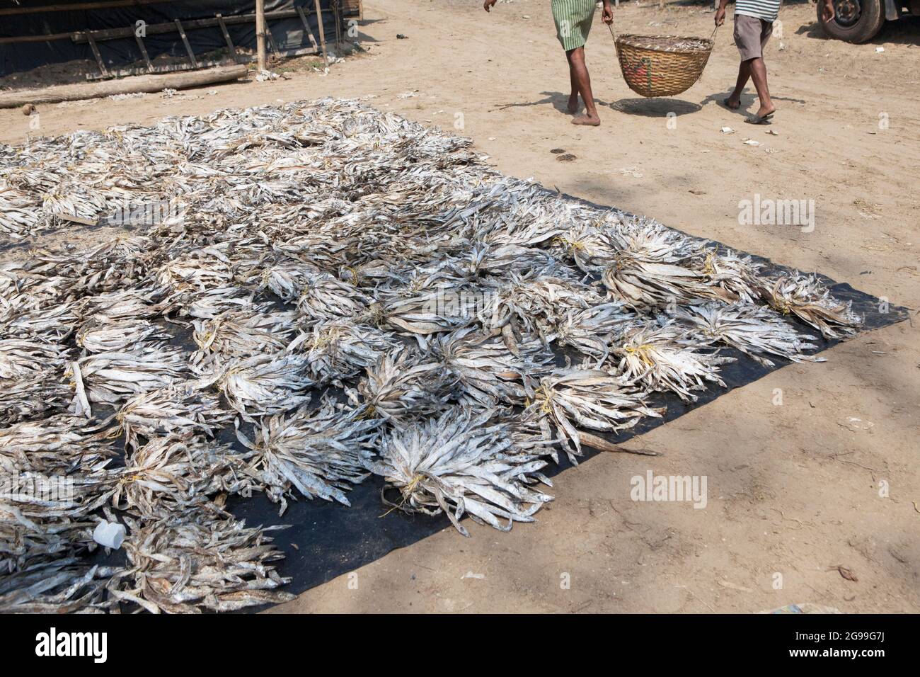 I pescatori che lavorano nel processo di preparazione del pesce secco nelle rive del Golfo del Bengala a Digha, Bengala Occidentale, India Foto Stock