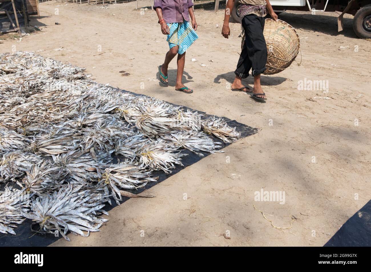 I pescatori che lavorano nel processo di preparazione del pesce secco nelle rive del Golfo del Bengala a Digha, Bengala Occidentale, India Foto Stock