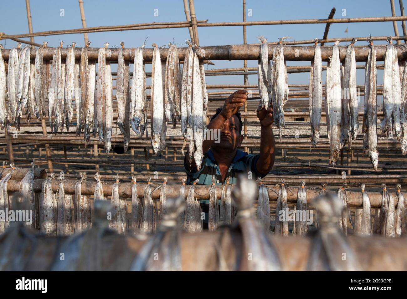 I pescatori che lavorano nel processo di preparazione del pesce secco nelle rive del Golfo del Bengala a Digha, Bengala Occidentale, India Foto Stock
