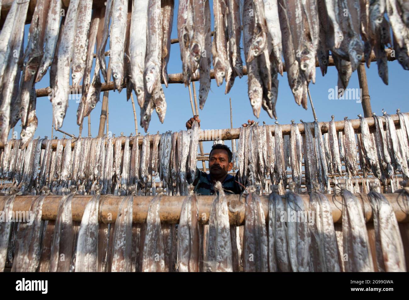 I pescatori che lavorano nel processo di preparazione del pesce secco nelle rive del Golfo del Bengala a Digha, Bengala Occidentale, India Foto Stock