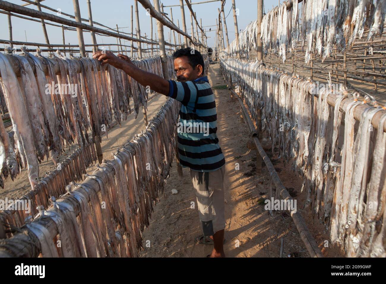 I pescatori che lavorano nel processo di preparazione del pesce secco nelle rive del Golfo del Bengala a Digha, Bengala Occidentale, India Foto Stock