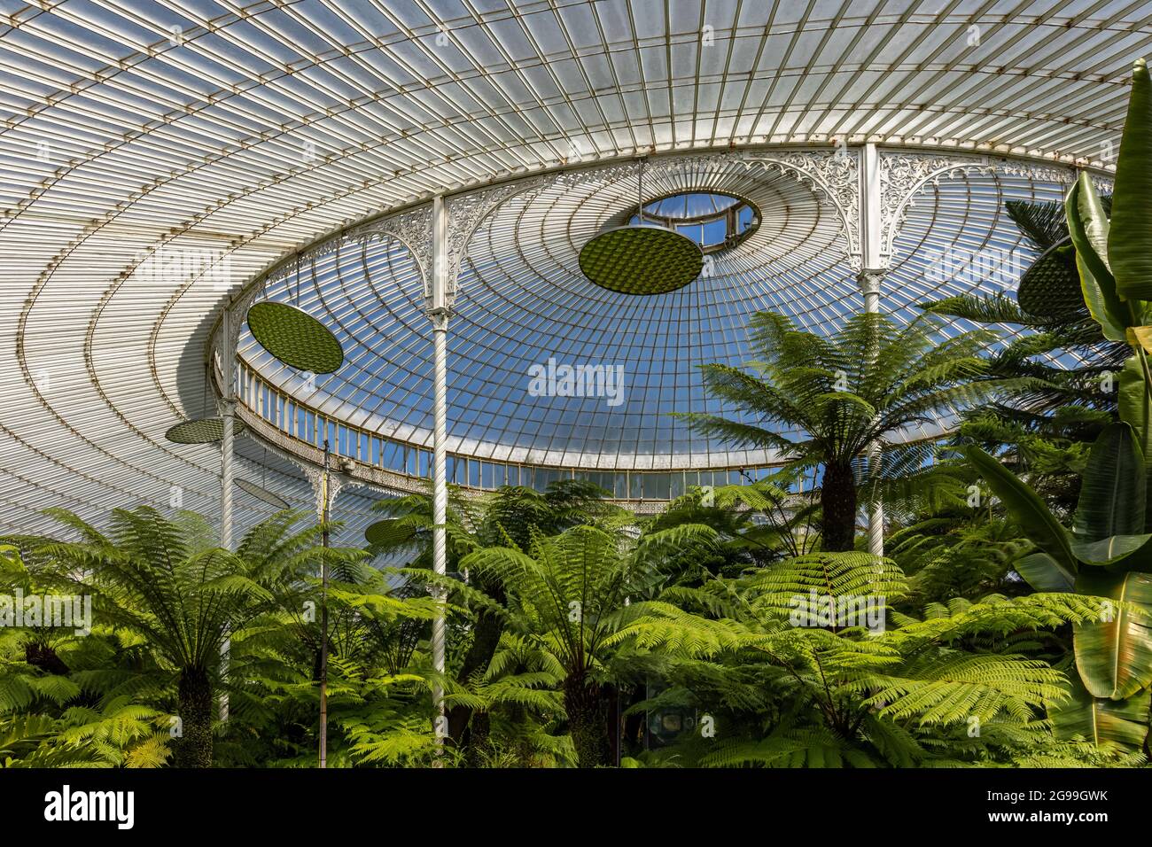 Interno della serra vittoriana in ferro battuto con il castello di Kibble Palace a Glasgow Botanic Gardens nel West End di Glasgow, Scozia, Regno Unito Foto Stock