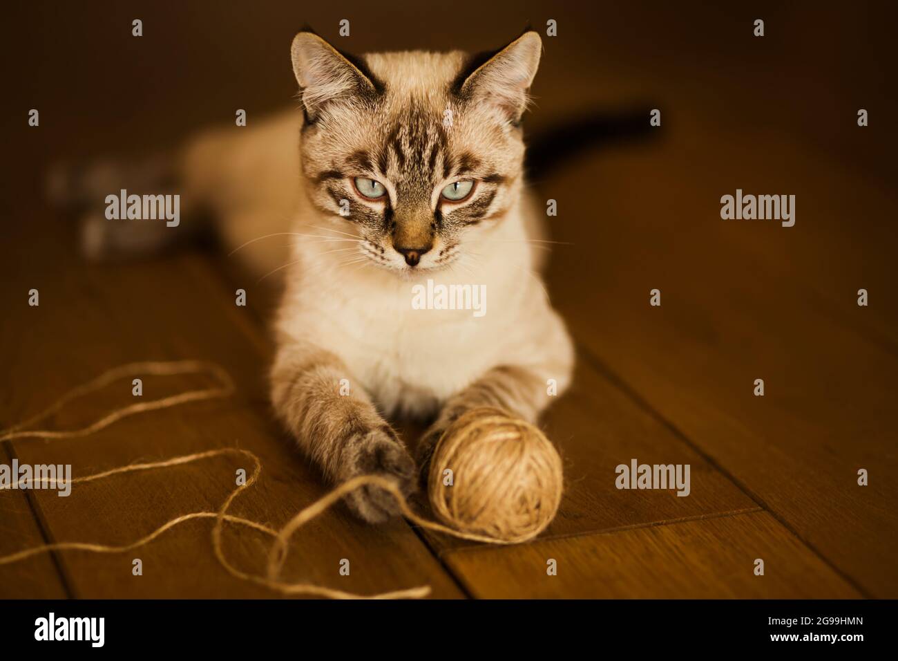 Un simpatico gattino tabby thailandese si trova sul pavimento in legno della casa e gioca con una palla di corda di canapa. Un passatempo divertente per un animale domestico con la famiglia Foto Stock
